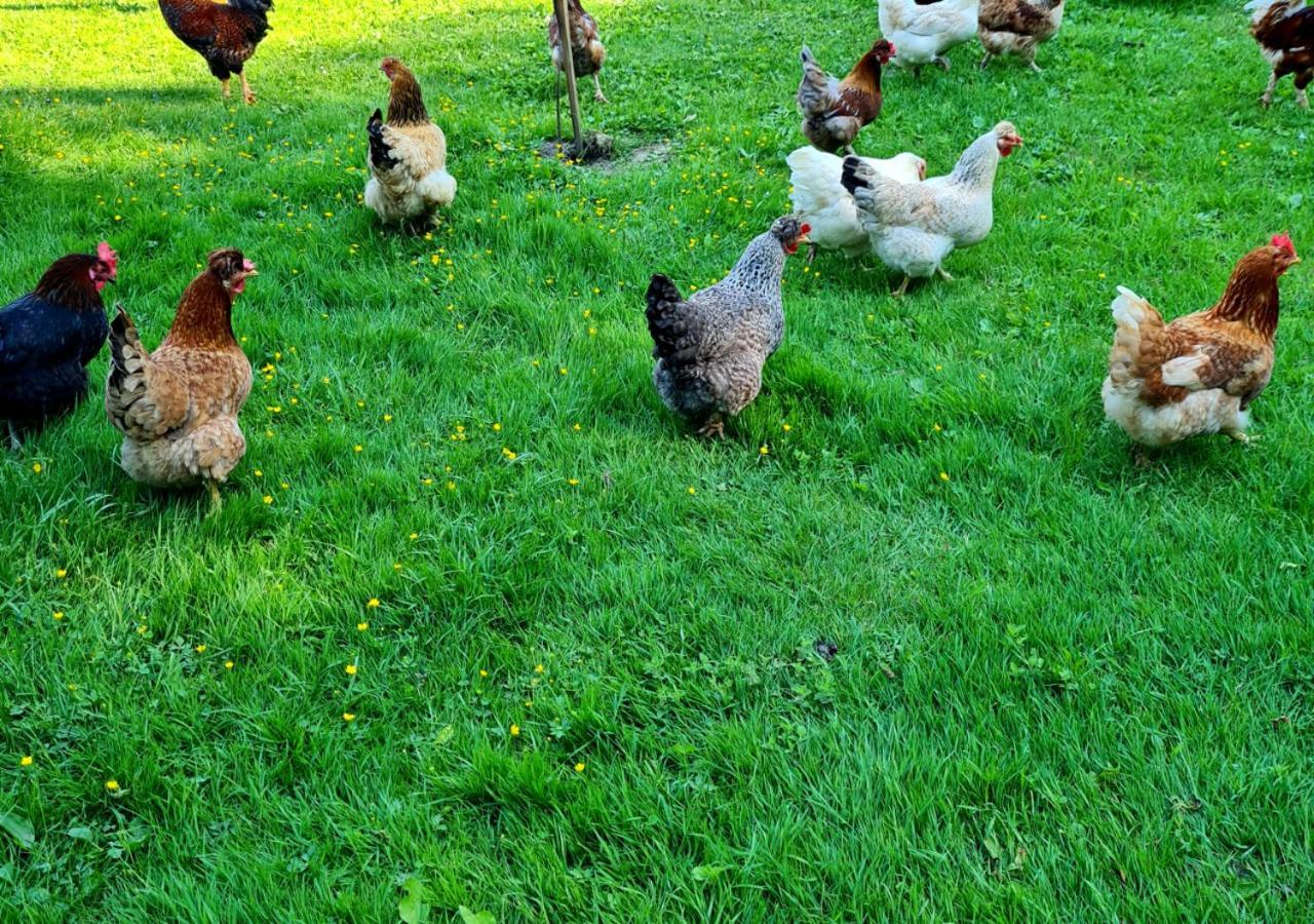 Séjour à la ferme Soba Tete Tile - Hisa Ob Gozdu *